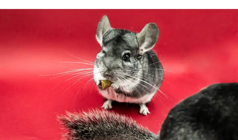 Are Chinchillas Friendly? [Factors & Signs] – PetsBuilder