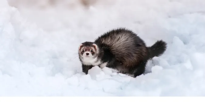 Can Ferrets Live Outside in Winter? [Facts & Misconceptions] – PetsBuilder