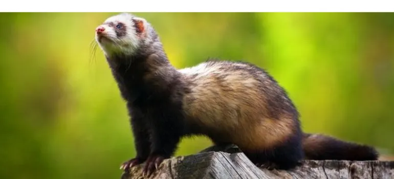 Why Does My Pet Ferret Yawn So Much? [All You Need To Know] – PetsBuilder