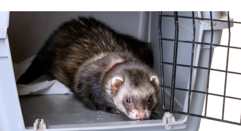 5-methods-to-stop-cage-rage-from-pet-ferrets-how-to-guide-petsbuilder