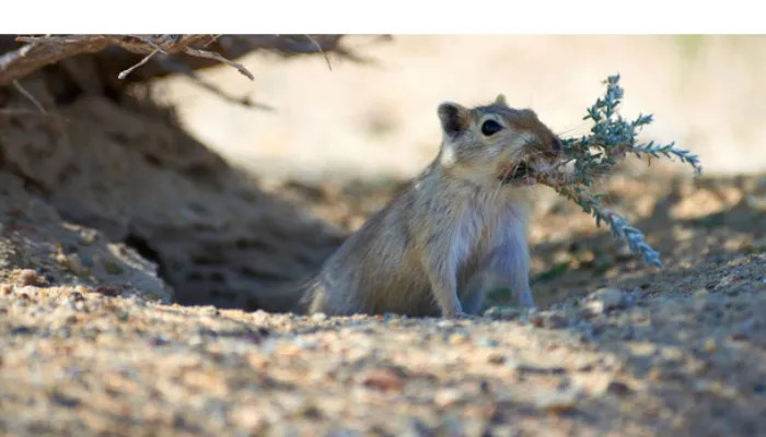 can-gerbil-eat-lettuce