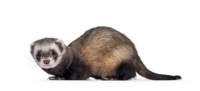 do-ferrets-female-smell